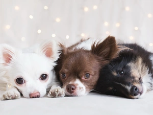 Chihuahua, Dogs, Three