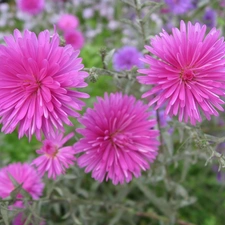 China Aster