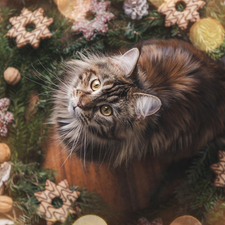 cat, Christmas, decoration, Maine Coon