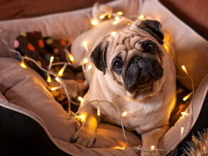 pug, Lights, dispatch, Christmas