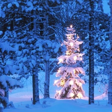 winter, flashing, christmas tree, forest