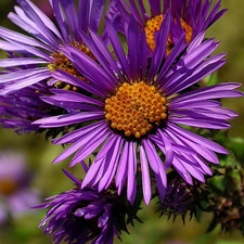 Violet, chrysanthemum