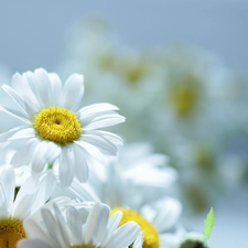 daisy, Flowers, chrysanthemums, White