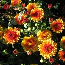 Flowers, Chrysanthemums