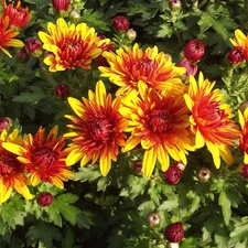 Flowers, Chrysanthemums