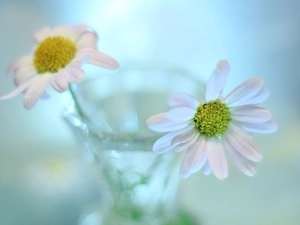Chrysanthemums, vase