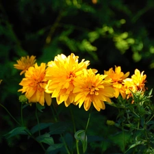 Yellow, Chrysanthemums