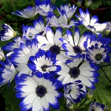 cineraria, blue, White