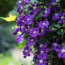 pendant, Clematis