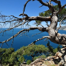 trees, sea, cliff, viewes