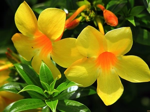 Alamanda, Flowers, climber, Yellow