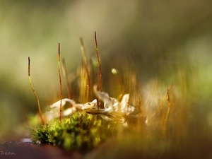 Close, mosses, blades