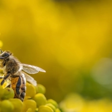 Colourfull Flowers, bee, Close