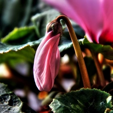 Cyclamen, leaf, Close, doughnut