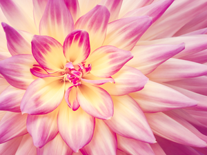 Close, Dalia, flakes