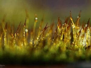 blades, mosses, Bokeh, Close, drops, lichens