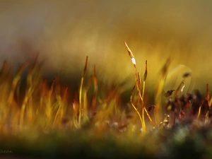 Close, mosses, lichens