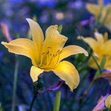 Close, Yellow, lilies