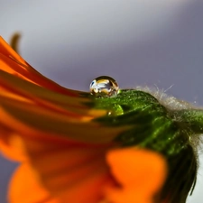 Orange, drop, Close, Gerbera