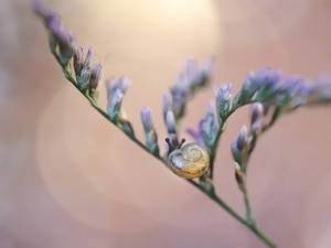 Close, snail, plant