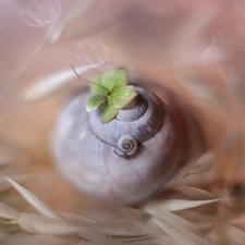 Close, Shells, Plants