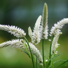 White, grass, Close, Ears