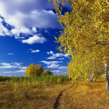 autumn, Path, clouds, birch