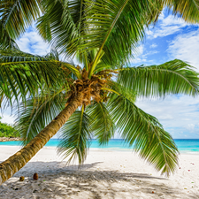 sea, clouds, Beaches, Palm, Seychelles