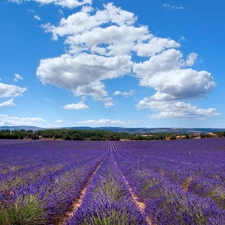 clouds, lavender, Field