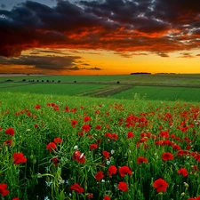 field, papavers, clouds, Red