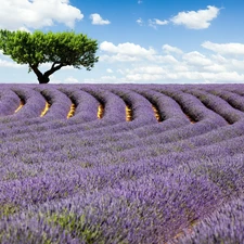 Field, trees, clouds, lavender