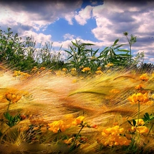 clouds, Flowers, grass