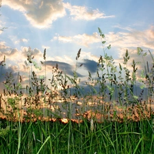 clouds, Meadow, grass