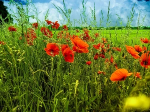 Meadow, grass, clouds, papavers