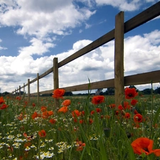 Meadow, Hurdle, clouds, papavers