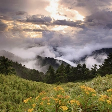clouds, Meadow, woods, Fog, Mountains