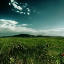 Meadow, papavers, clouds, grass