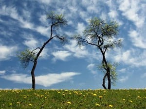 clouds, Meadow, trees, viewes, Two cars