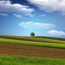 medows, trees, clouds, field