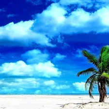 clouds, Beaches, Palm