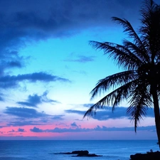 clouds, sea, Palm