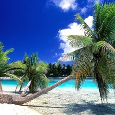 clouds, Beaches, Palms