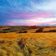 clouds, panorama, corn, medows, field