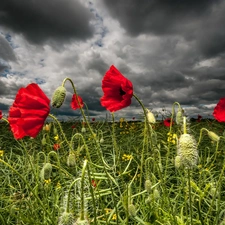 clouds, Red, papavers