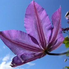 clouds, Sky, Violet, traveller