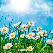 clouds, sun, daisies, grass, Meadow