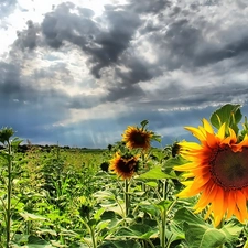 clouds, Field, sunflowers