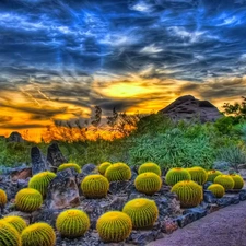 Great Sunsets, Cactus, clouds