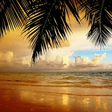 Great Sunsets, Palms, clouds, sea