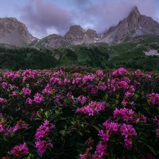 viewes, Mountains, Rhododendron, clouds, Flowers, trees